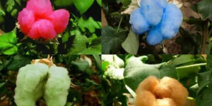 What kind of fabric is cotton spinning (a brief discussion of the details of cotton fiber that Baidu Encyclopedia does not explain clearly)