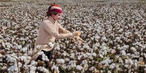 What kind of fabric is Egyptian cotton (the difference between Egyptian cotton and pure cotton)